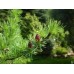 Зеленую ель саженцы купить в алматы цены на елки описание фото питомник PLANTS